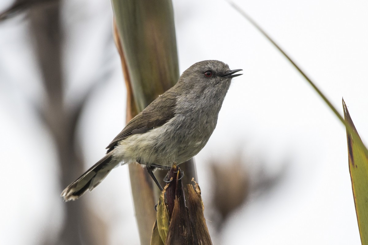 image Grey Gerygone